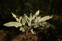 Quercus durifolia