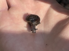 Helminthoglypta contracostae