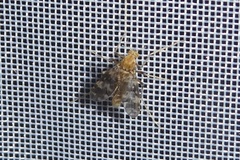 Psectrotanypus varius