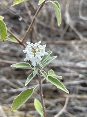 Lantana peduncularis
