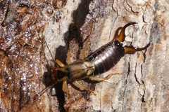 Forficula auricularia