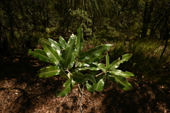 Quercus durifolia