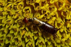 Forficula auricularia