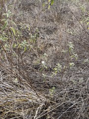 Lantana peduncularis
