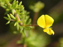 Aspalathus lanceicarpa