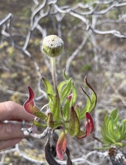 Scalesia villosa