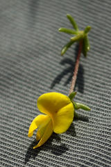 Aspalathus lanceicarpa