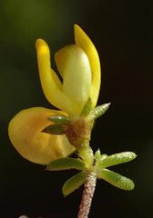 Aspalathus lanceicarpa