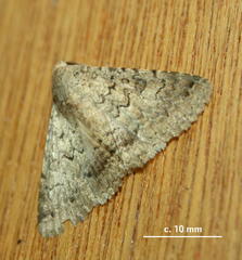 Polydesma umbricola