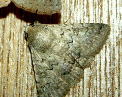 Polydesma umbricola
