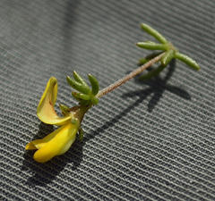 Aspalathus lanceicarpa