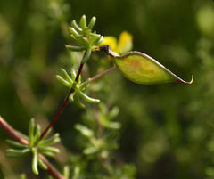 Aspalathus lanceicarpa
