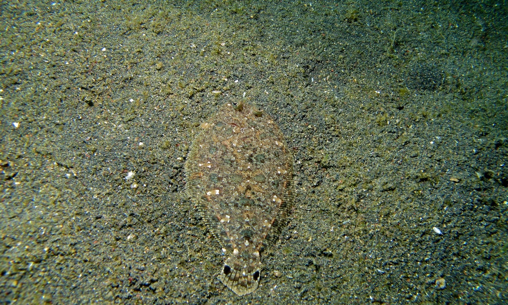 Largescale flounder