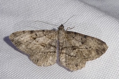 Peribatodes rhomboidaria