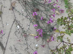 Polygala pubiflora