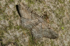 Peribatodes rhomboidaria