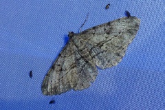 Peribatodes rhomboidaria