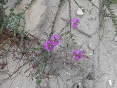 Polygala pubiflora