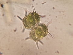 Xanthidium antilopaeum