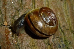 Cepaea nemoralis