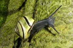 Cepaea nemoralis