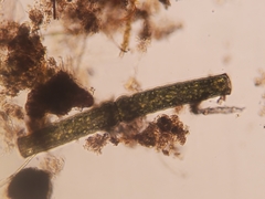 Pleurotaenium coronatum