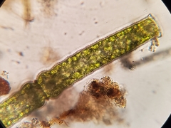 Pleurotaenium coronatum