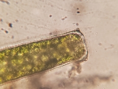 Pleurotaenium coronatum