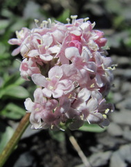 Valeriana saxicola