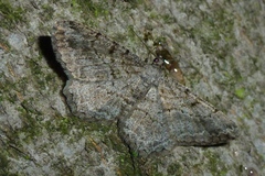 Peribatodes rhomboidaria