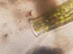 Pleurotaenium coronatum