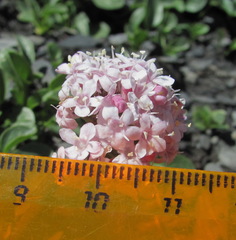 Valeriana saxicola
