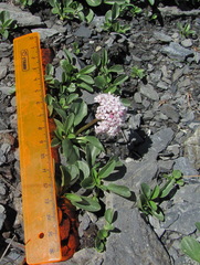 Valeriana saxicola