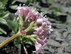 Valeriana saxicola