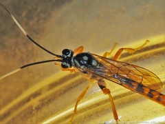 Cratichneumon w-album