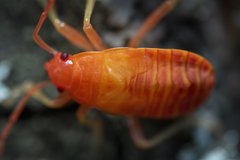 Pyrrhocoris apterus
