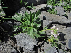 Valeriana saxicola
