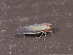 Omolicna