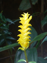 Aphelandra squarrosa