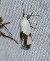Ponometia dorneri