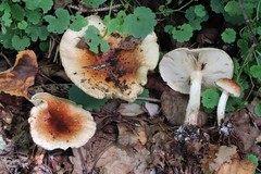 Pholiota lubrica