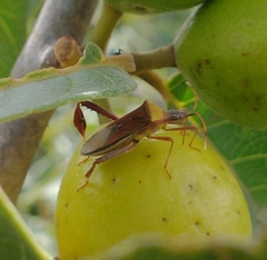 Leptoglossus cinctus