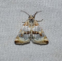 Schinia chryselloides