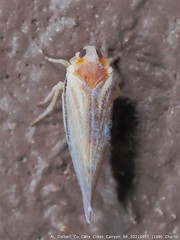 Omolicna