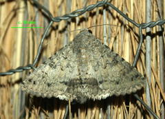 Polydesma