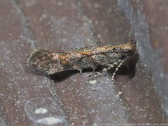 Aristotelia rubidella