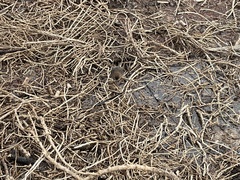 Laterallus jamaicensis coturniculus