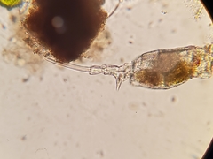 Trichotria tetractis