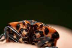 Graphosoma italicum italicum