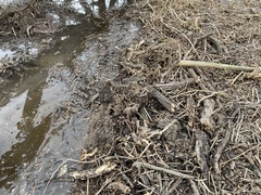 Laterallus jamaicensis coturniculus